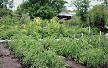 Життя на дачі: як захиститися від інсульту