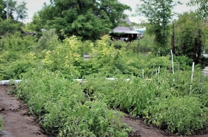 Життя на дачі: як захиститися від інсульту