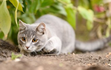 В США храбрая кошка дала достойный ответ голодному койоту