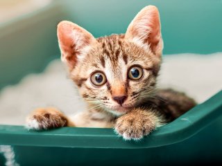 Сети умилили котята, засыпающие только вместе (ВИДЕО)