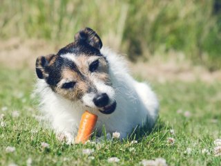 Сеть покорила собака, которая обожает лакомиться морковью