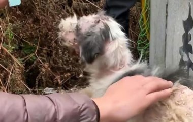 Хворий собака два роки прожив на могилі господарки: щемлива історія зі щасливим кінцем (фото)