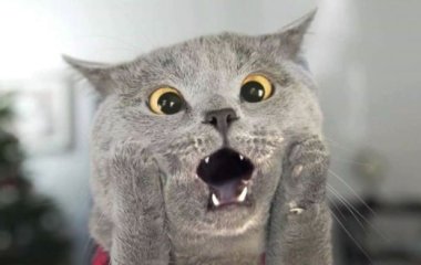 Сети рассмешил кот, который ревнует хозяина к котенку
