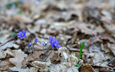 Народні прикмети сьогодні, 17 березня: що заборонено і дозволено робити