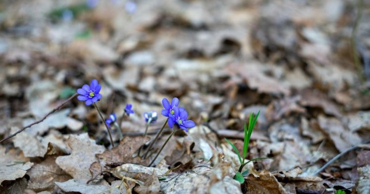 Народні прикмети сьогодні, 17 березня: що заборонено і дозволено робити