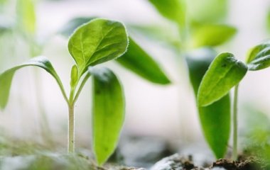 Чим обробити насіння перцю перед посівом: прості засоби для щедрого врожаю