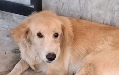 Пес приніс додому вибухівку, щоб погратися з чотирирічним хлопчиком: чим це закінчилося (фото)