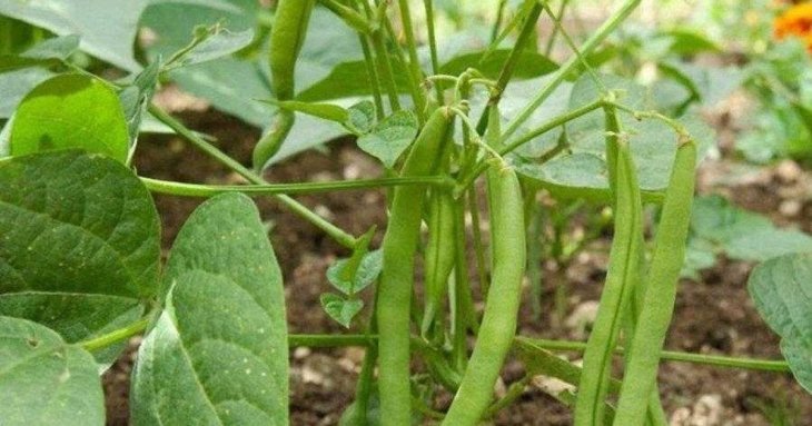 Як і коли сіяти спаржеву квасолю в липні, щоб встигнути зібрати врожай