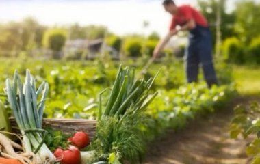 Що можна посадити у липні, щоб втсигнути отримати урожай до осені