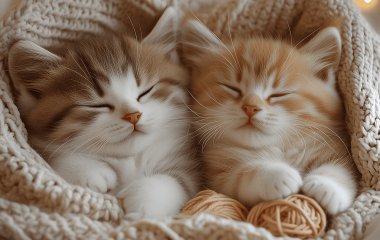 Котячі звички, які можуть вас здивувати: що означає кожен погляд і рух