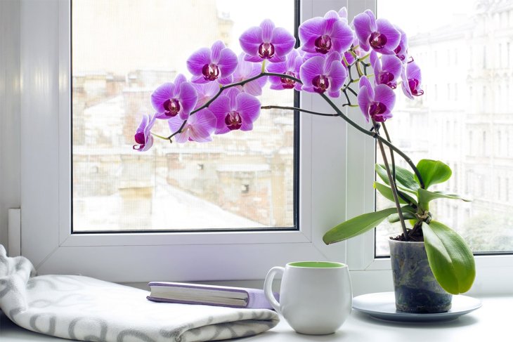 Как ухаживать за орхидеей, чтобы она быстрее росла: простые советы