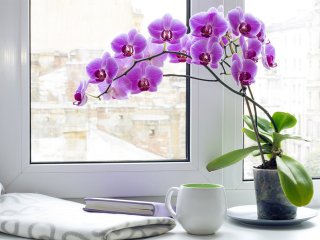 Как ухаживать за орхидеей, чтобы она быстрее росла: простые советы