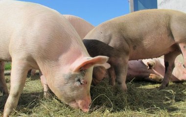 Пасажирський літак екстрено приземлили на Бермудських островах через 100 свиней: що сталося