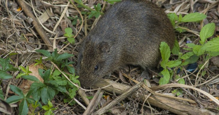Як позбутися гризунів з вашого подвір’я та городу: дієві методи наших бабусь, які завжди працюють