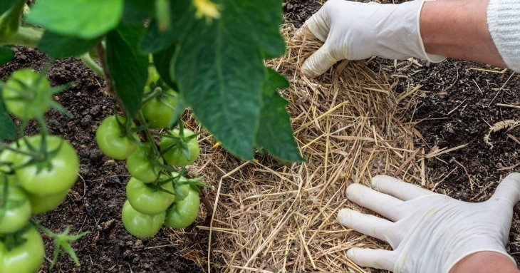 Як врятувати город від аномальної спеки