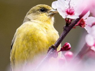 День ангела 23 квітня: кого та як вітати з іменинами