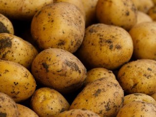 Картопля не проростатиме до шести місяців, якщо зберігати її в цьому місці
