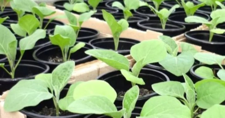 Коли сіяти баклажани на розсаду: сприятливі дні 2025 року за місячним календарем