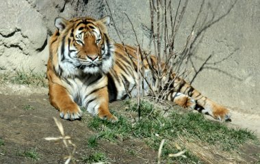 В Індії тигр затишно влаштувався на ліжку (ФОТО)