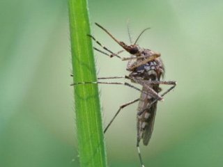 Які рослини відлякують комарів та кліщів: чому репеленти не працюють та як це виправити