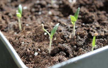 Хочете отримати великі плоди влітку — тоді покладіть до лунки з розсадою томатів цей інгредієнт