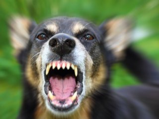 Сети насмешила собака, которая обожает пылесос (ВИДЕО)