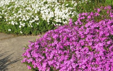 Які квіти та як посадити у квітні: залежить від ділянки та температури, вважає біологиня