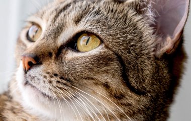 Котик примерил костюмчик акулы, искупался и стал звездой Сети (ВИДЕО)