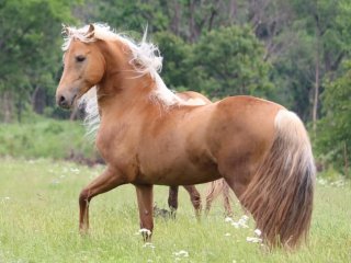 Кінь, що сміється, став головною зіркою сімейної фотосесії (ФОТО)