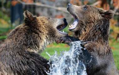 Семь медведей пришли на вечеринку у бассейна, поплескались и попали на видео
