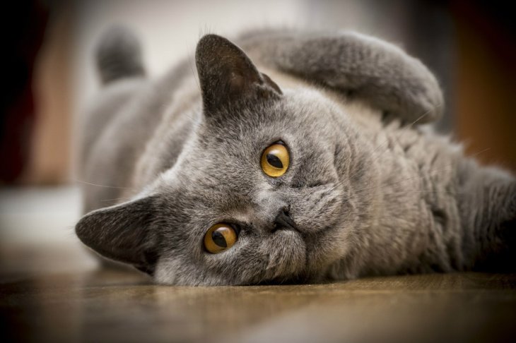 Кішка розсмішила користувачів сміливою витівкою (ВІДЕО)