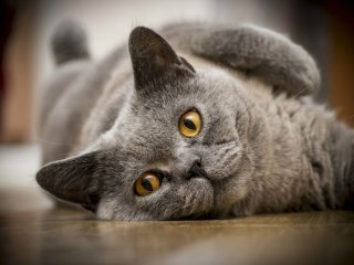 Кошка рассмешила пользователей уморительной выходкой (ВИДЕО)