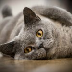Кошка рассмешила пользователей уморительной выходкой (ВИДЕО)
