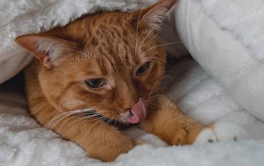Як врятувати домашнього улюбленця від холоду: лайфгаки для котів і собак у квартирі без опалення