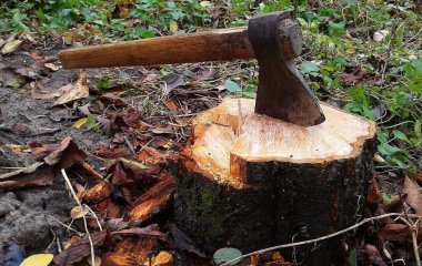 За місяці, день чи годину: як знищити пеньок на ділянці