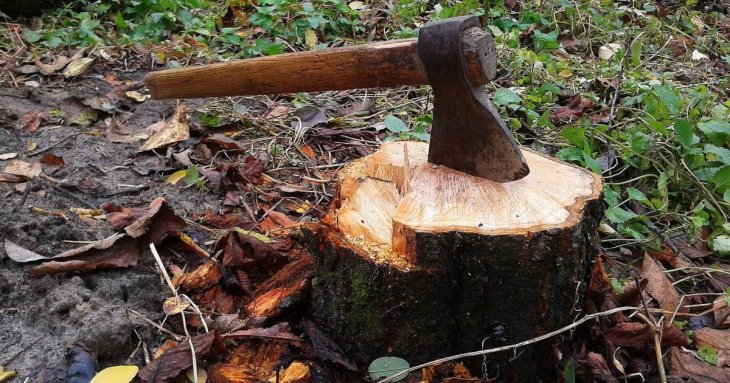 За місяці, день чи годину: як знищити пеньок на ділянці