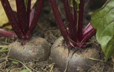 Коли збирати буряк, як правильно це робити та як зберігати врожай