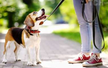 Страх улицы у собак: ветеринар рассказал, как научить животное гулять на поводке