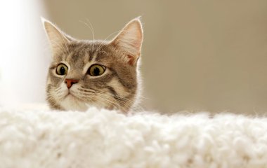 Кошки придумали весёлую игру с рисоваркой (ВИДЕО)