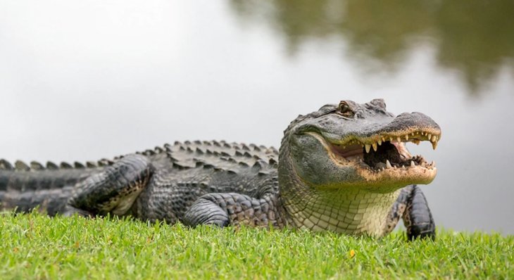 Алігатор втік від господарів в озеро та налякав місцевих жителів 