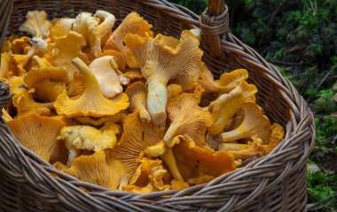 Диетологи объяснили, кому нельзя есть лесные грибы