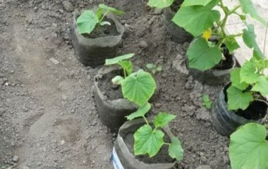 Як посадити огірки в пластикових пляшках: переваги методу і покрокова інструкція