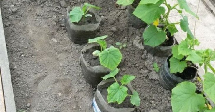 Як посадити огірки в пластикових пляшках: переваги методу і покрокова інструкція