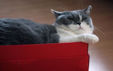 Жінка випадково відправила свою кішку поштою: чим все закінчилось