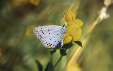 День ангела 10 травня: кого та як вітати з іменинами