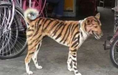 Фермер превратил собаку в «тигра», чтобы отпугнуть вредителей (ФОТО)