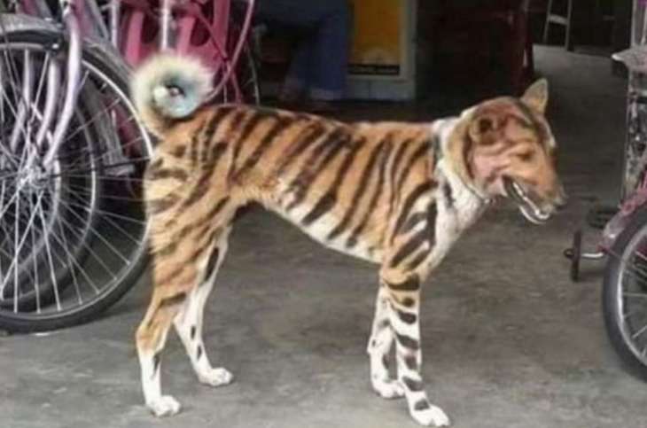 Фермер превратил собаку в «тигра», чтобы отпугнуть вредителей (ФОТО)