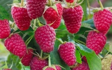 Лише 30 грамів цього добрива – і кущі ломитимуться від ягід, малина буде солодкою та великою