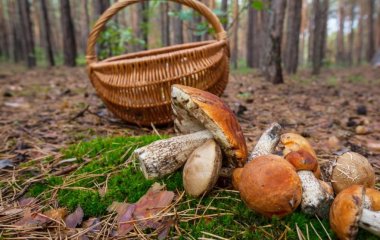 Как отмыть руки от маслят: советы бывалых грибников