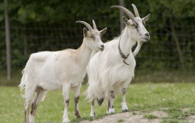 Почтовый курьер не сразу понял, что его грузовик захватили… козы